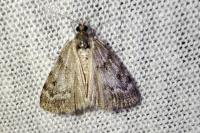 Scoparia