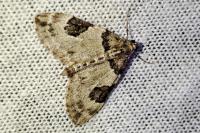 Thera vetustata