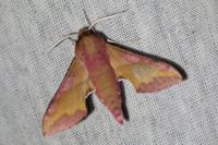 Deilephila porcellus