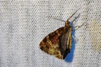 Xanthorhoe spadicearia