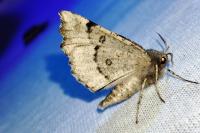 Odontopera bidentata