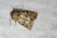 Oligia fasciuncula