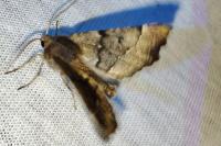 Odontopera bidentata