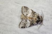 Drymonia dodonaea