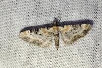 Eupithecia linariata