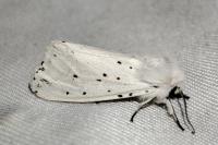 Spilosoma lubricipeda