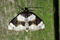 Cosmorhoe ocellata