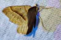 Scotopteryx luridata / Scotopteryx mucronata