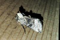 Abrostola tripartita