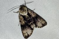Acronicta alni