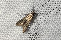 Schreckensteinia festaliella