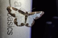 Lomaspilis marginata