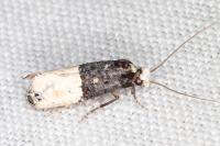 Trichophaga bipartitella