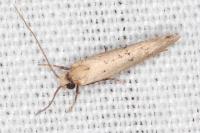 Myrmecozela ataxella