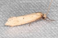 Myrmecozela ataxella