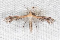 Stangeia siceliota