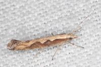 Plutella xylostella