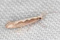 Plutella xylostella