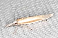 Pleurota aristella