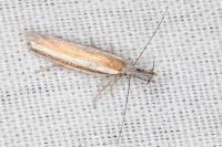 Pleurota aristella