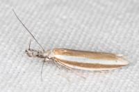 Pleurota aristella