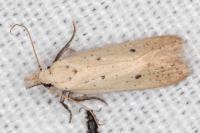 Nothris verbascella