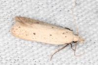 Nothris verbascella