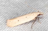 Nothris verbascella