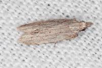Anarsia