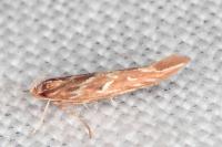 Pyroderces argyrogrammos