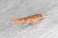Pyroderces argyrogrammos