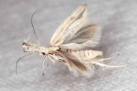 Pleurota