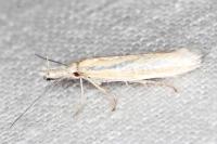 Pleurota
