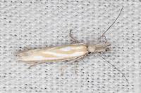 Pleurota