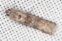 Ancylosis oblitella