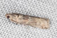 Ancylosis oblitella