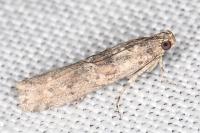 Ancylosis oblitella