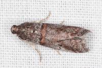 Acrobasis obliqua
