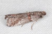 Acrobasis obliqua