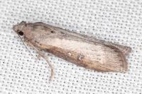Lamoria anella