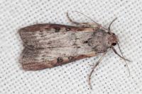 Lamoria anella