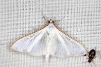 Palpita vitrealis