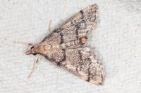 Metasia corsicalis