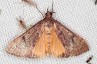 Uresiphita gilvata
