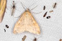 Sitochroa verticalis