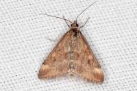 Pyrausta despicata