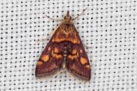 Pyrausta aurata