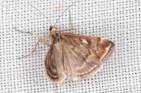 Loxostege sticticalis