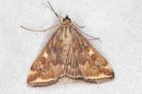 Loxostege sticticalis