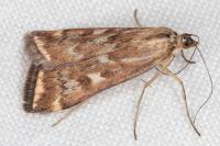 Loxostege sticticalis